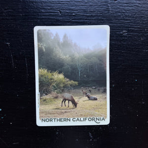 Elk in Morning Light - Northern California 3x4 Inch Sticker