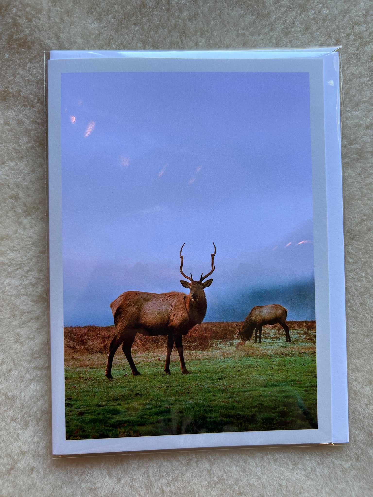 Elk in Redwood National Park Greeting Card