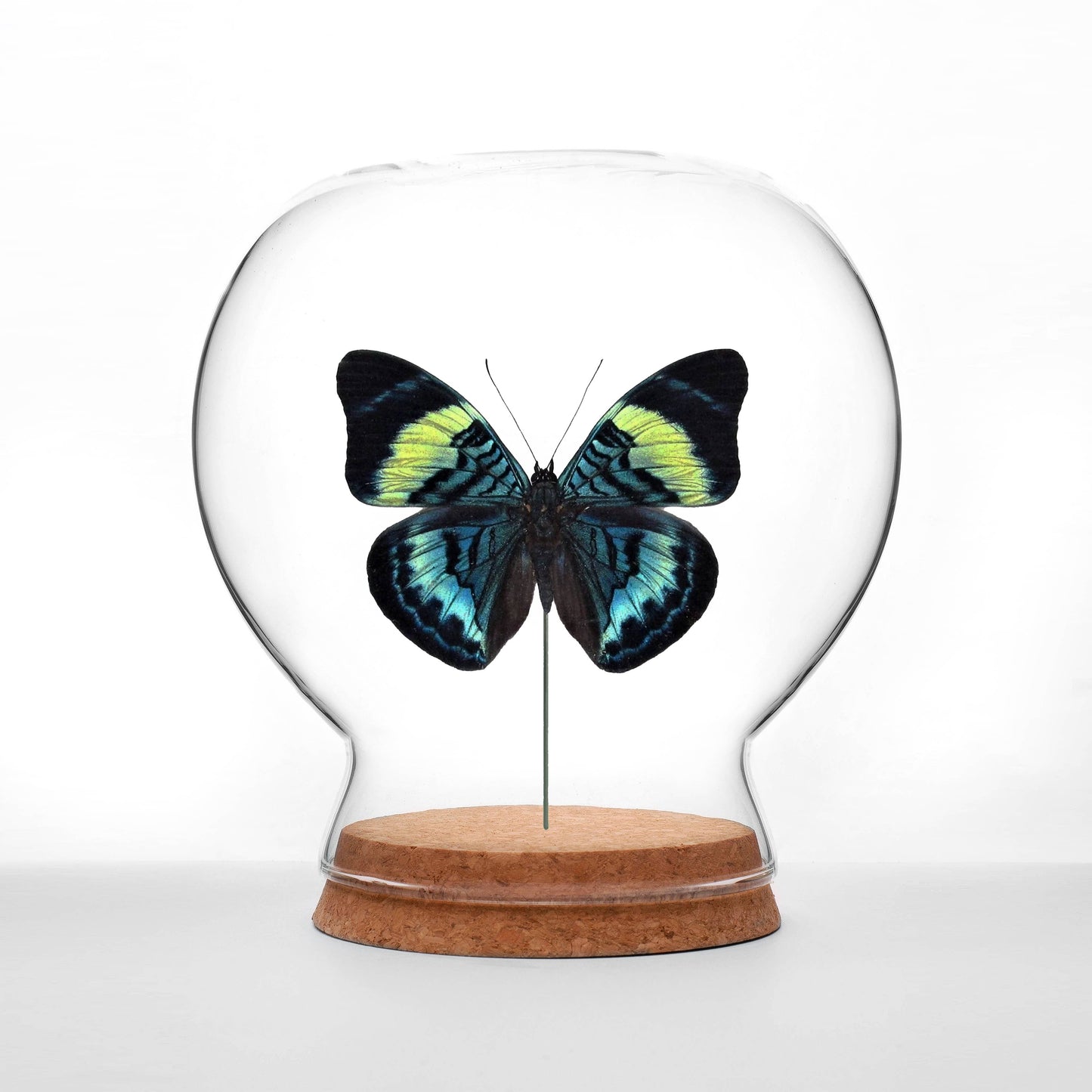 Red Flasher Butterfly Globe: Circular