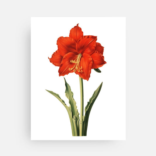 Single Bloom Amaryllis Post Card