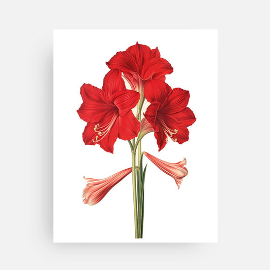 Multi-Bloom Amaryllis Post Card