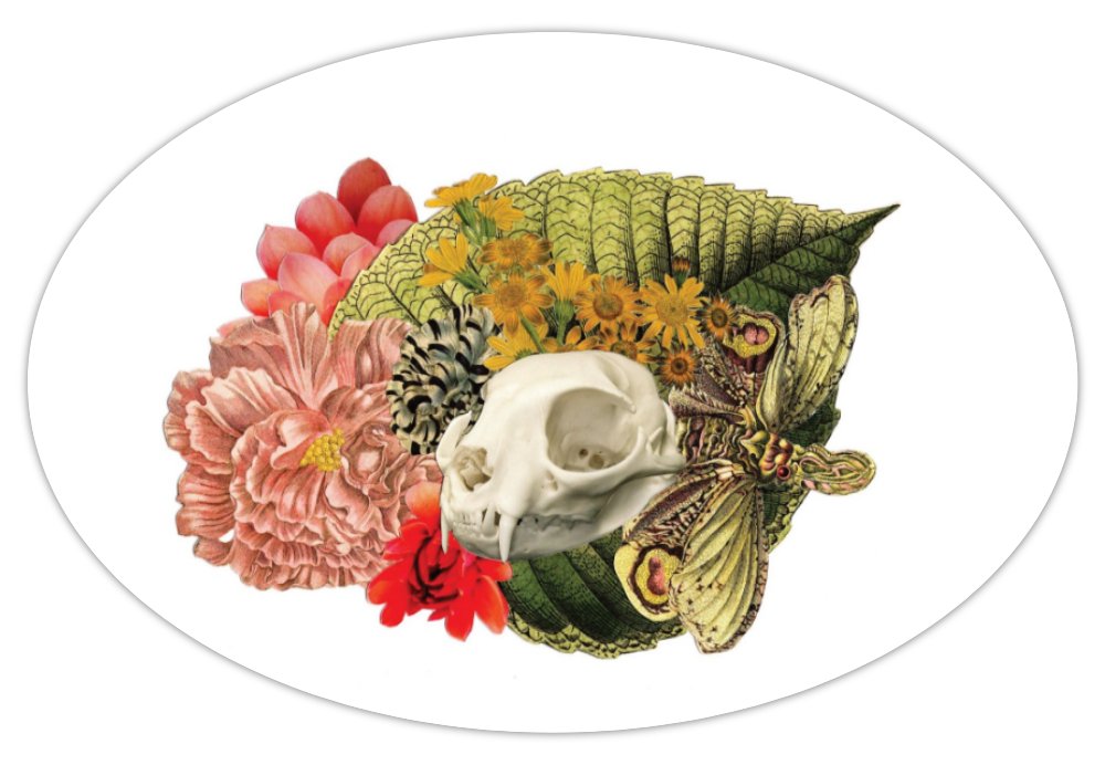 Cat Skull Fridge Magnet