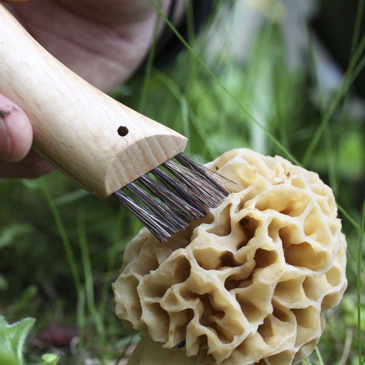 N°8 Mushroom Foraging Knife - Opinel