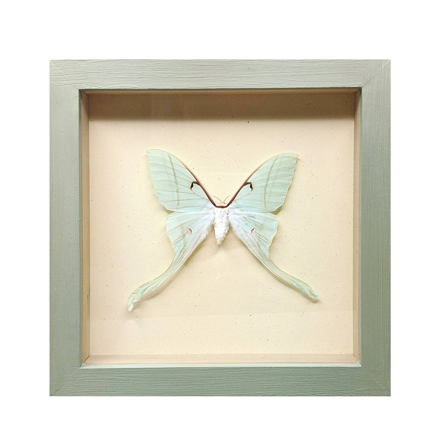 Luna Moth Shadowbox: Black