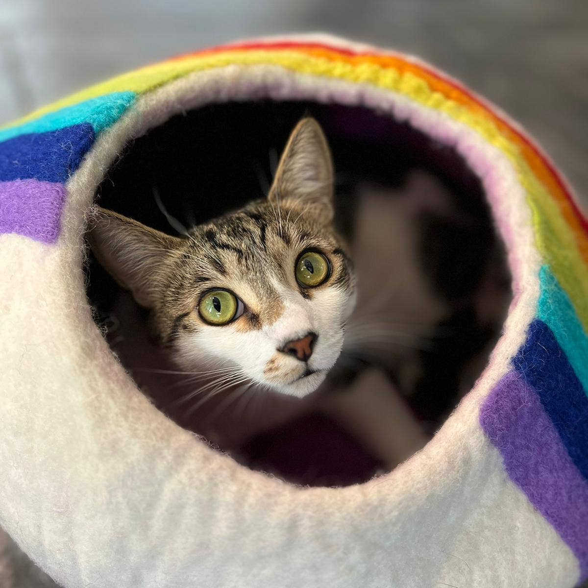 Rainbow Eco Kitty Cave - Friendsheep