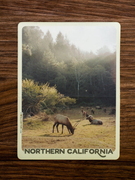Elk in Morning Light - Northern California 3x4 Inch Sticker