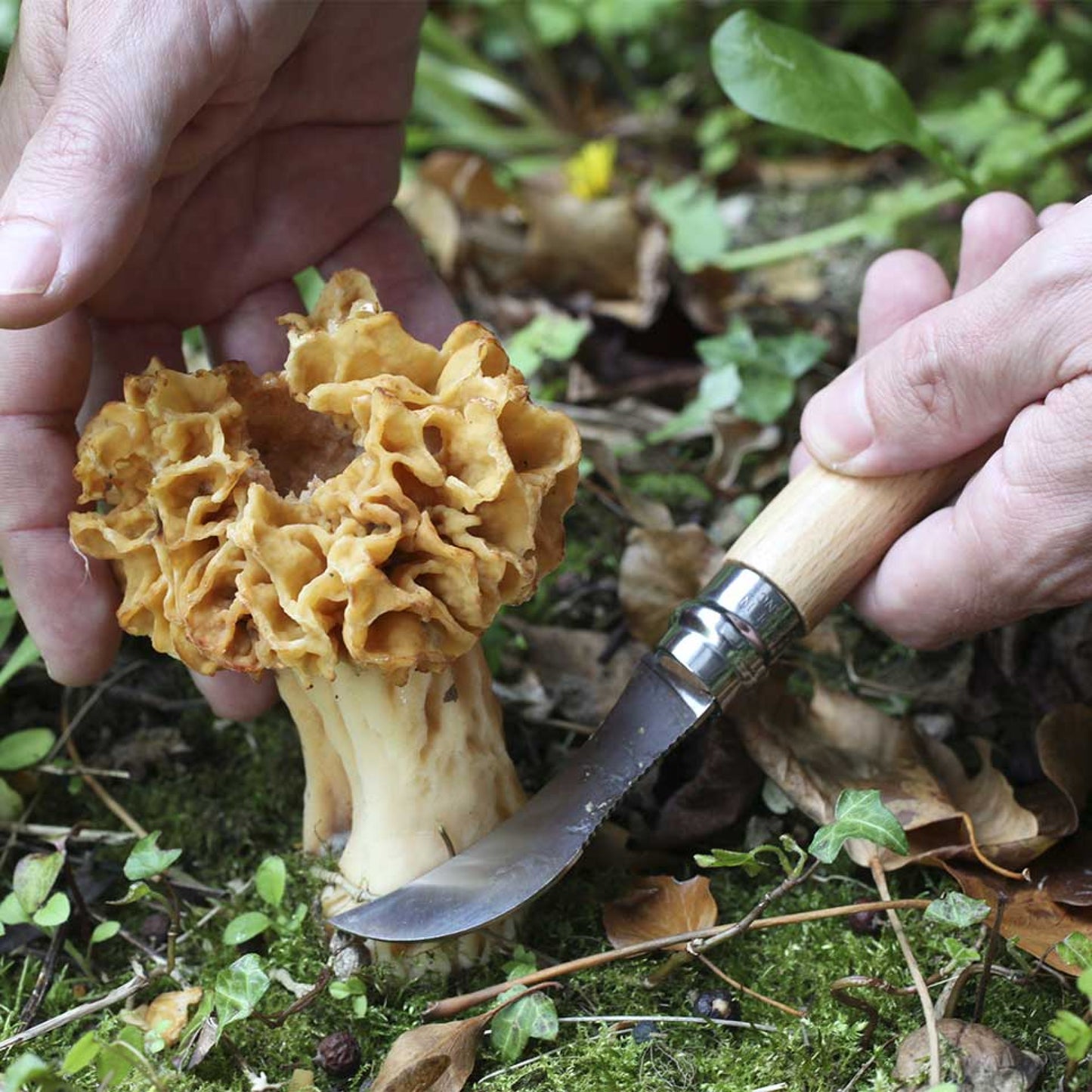 N°8 Mushroom Foraging Knife - Opinel