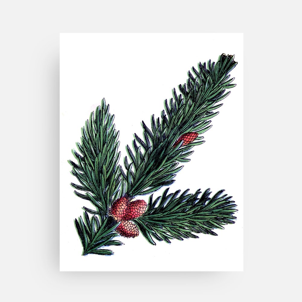 Sekoya Pinecone Post Card