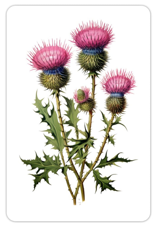 Antique Thistle Magnet