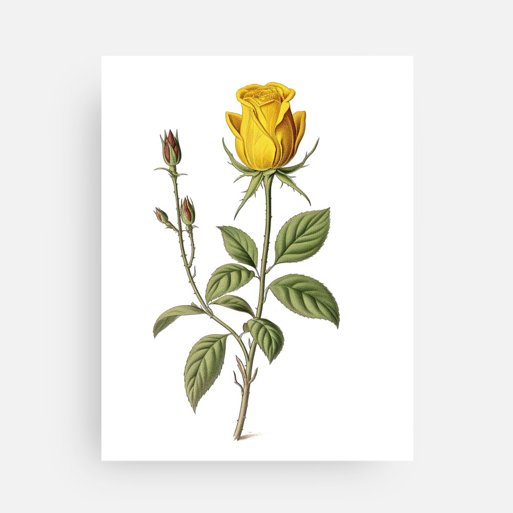 Yellow Rose Postcard or Mini Print (4x5.5)