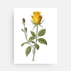 Yellow Rose Post Card