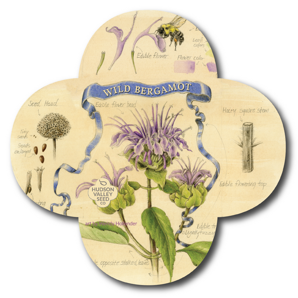 Wild Bergamot