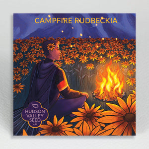 Campfire Rudbeckia