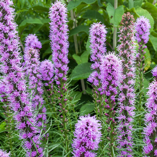 For the Birds Flower Mix