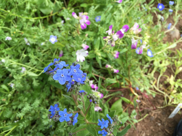 Shade Garden Mix