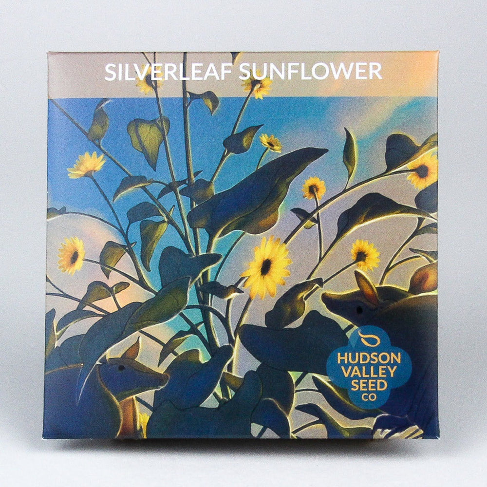 Silverleaf Sunflower