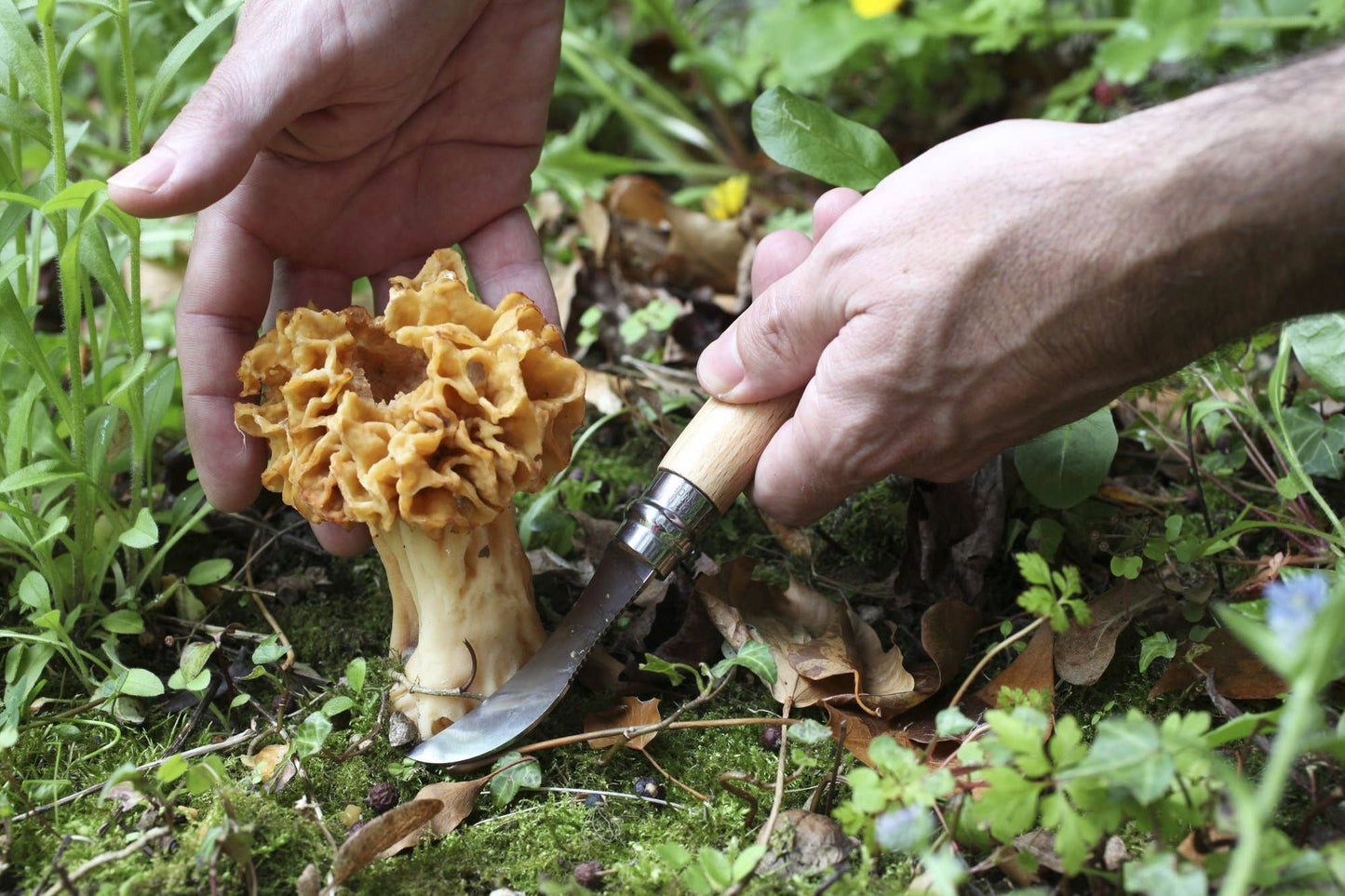 N°8 Mushroom Foraging Knife - Opinel