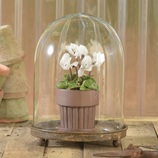 Glass Cloche Display with Metal Base